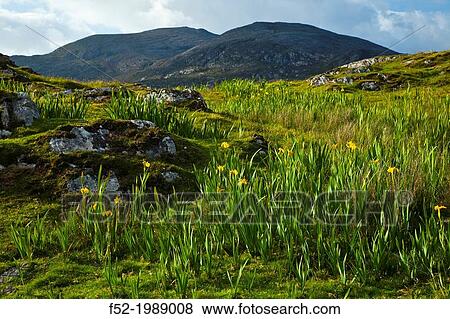 Landscape on Renish Point- Rubha Reinis. Rodel Roghadal. South Harris Island. Outer Hebrides. Scotland, UK. View Large Photo Image Stock Photo - Landscape on Renish Point- Rubha Reinis. Rodel Roghadal. South Harris Island. Outer Hebrides. Scotland, UK.. Fotosearch