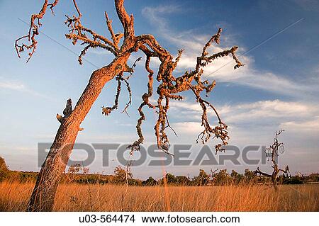 Landscape with dead tree near Campos, Majorca, Balearic Islands. Spain View Large Photo Image Picture - Landscape with dead tree near Campos, Majorca, Balearic Islands. Spain. Fotosearch