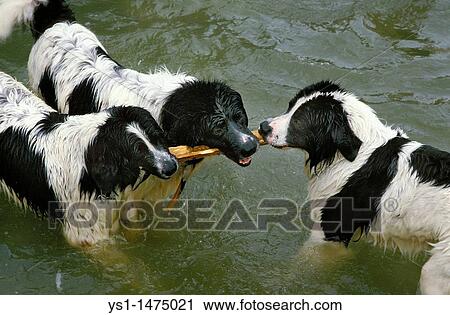 Landseer Dog, Adults standing in Water, Playing with a Piece of Wood View Large Photo Image Stock Image - Landseer Dog, Adults standing in Water, Playing with a Piece of Wood. Fotosearch