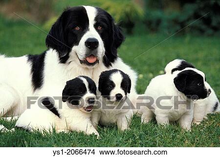 Landseer Dog, Mother with Pup. View Large Photo Image Picture - Landseer Dog, Mother with Pup.. Fotosearch