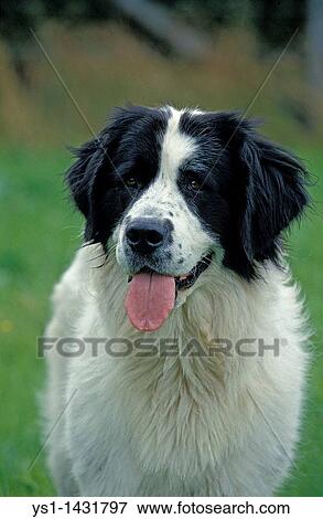 LANDSEER DOG, PORTRAIT OF ADULT View Large Photo Image Stock Photo - LANDSEER DOG, PORTRAIT OF ADULT. Fotosearch