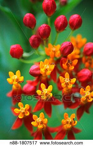 Stock Photo - Lantana camara. Fotosearch