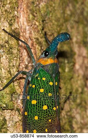 Lantern Fly or Lantern Bug, Fulgora sp, Sukau, Sabah, Borneo, Malaysia View Large Photo Image Picture - Lantern Fly or Lantern Bug, Fulgora sp, Sukau, Sabah, Borneo, Malaysia. Fotosearch