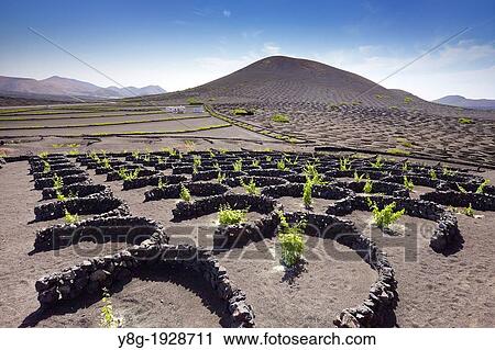 Lanzerote - Plantation of vines in volcanic ground in La Geria, Lanzarote Island, Canary Islands, Spain View Large Photo Image Stock Image - Lanzerote - Plantation of vines in volcanic ground in La Geria, Lanzarote Island, Canary Islands, Spain. Fotosearch