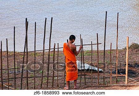 Laos, Luang Phabang, Young monk building fence by Mekong River View Large Photo Image Stock Image - Laos, Luang Phabang, Young monk building fence by Mekong River. Fotosearch