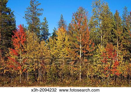 Lapland, Finland, Northern Europe. View Large Photo Image Stock Image - Lapland, Finland, Northern Europe.. Fotosearch