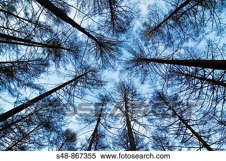 Larch forest in the natural park of Urkiola. Biscay. Basque Country. Spain. View Large Photo Image Stock Photography - Larch forest in the natural park of Urkiola. Biscay. Basque Country. Spain.. Fotosearch
