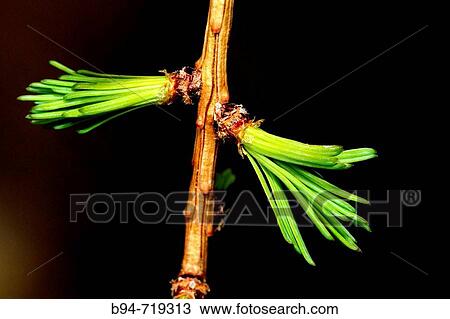 Larch (Larix europaea) shoots. Osseja, Languedoc-Roussillon, Pyr? n? es-Orientales, France View Large Photo Image Stock Image - Larch (Larix europaea) shoots. Osseja, Languedoc-Roussillon, Pyr? n? es-Orientales, France. Fotosearch