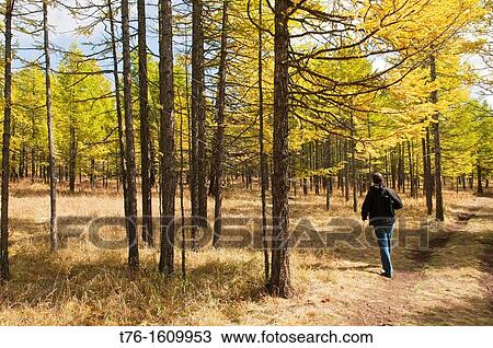 larch trees in fall in the Orkhon River Valley of Central Mongolia View Large Photo Image Stock Image - larch trees in fall in the Orkhon River Valley of Central Mongolia. Fotosearch