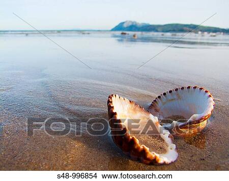 Laredo beach. Cantabria. Espaa. View Large Photo Image Picture - Laredo beach. Cantabria. Espaa.. Fotosearch