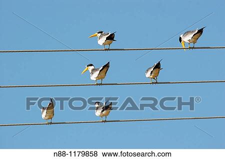 Stock Photo - Large billet Tern, Guanaguanare fluvial, Phaetusa simplex. Fotosearch