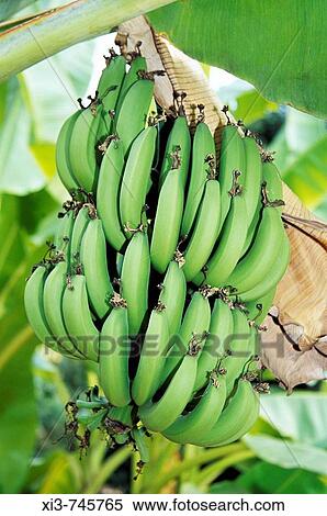 Stock Photography - Large bunch of bananas hanging from tree, Thailand. Fotosearch