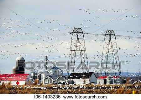Large flock of snow goose in flight Chen Caerulescens around electric pylon Quebec, Canada View Large Photo Image Stock Photograph - Large flock of snow goose in flight Chen Caerulescens around electric pylon Quebec, Canada. Fotosearch