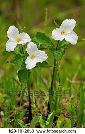 Large-flowered Trillium grandiflorum, Greater Sudbury Lively, Ontario, Canada View Large Photo Image Stock Image - Large-flowered Trillium grandiflorum, Greater Sudbury Lively, Ontario, Canada. Fotosearch