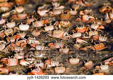 Stock Image - Large group of Fiddler Crabs - J N Ding Darling National Wildlife Refuge - Sanibel Island, Florida USA. Fotosearch