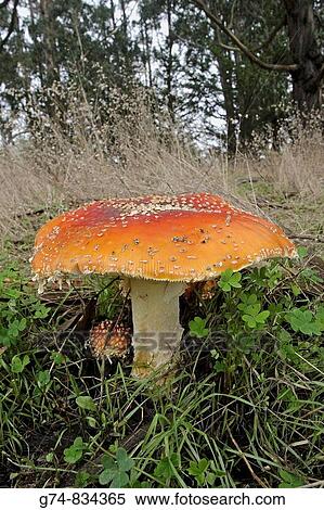 Large mushroom grows along humid California coast, USA View Large Photo Image Stock Photography - Large mushroom grows along humid California coast, USA. Fotosearch
