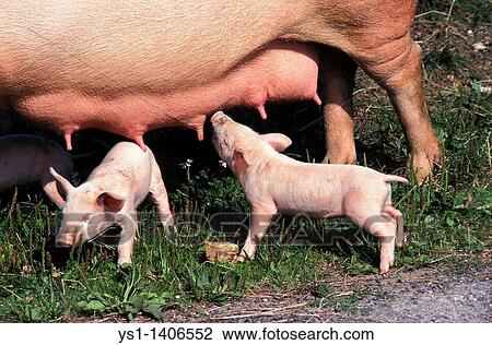 Stock Image - LARGE WHITE PIG, PIGLET SUCKLING SOW. Fotosearch