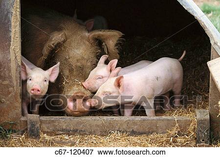 Large white sow and piglets View Large Photo Image Stock Photo - Large white sow and piglets. Fotosearch