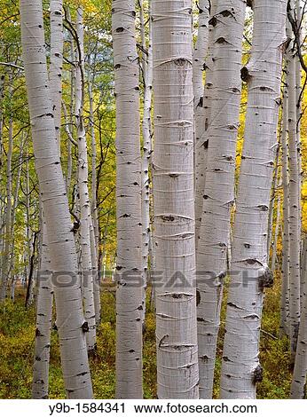 Large white trunks of mature quaking aspen Populus tremuloides with autumn foliage, West Elk Mountains, Gunnison National Forest, Colorado, USA View Large Photo Image Stock Image - Large white trunks of mature quaking aspen Populus tremuloides with autumn foliage, West Elk Mountains, Gunnison National Forest, Colorado, USA. Fotosearch