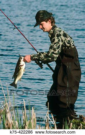 Largemouth Bass View Large Photo Image Stock Photograph - Largemouth Bass. Fotosearch