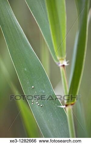 Stock Photograph - Larvae deposited on a leaf. Fotosearch