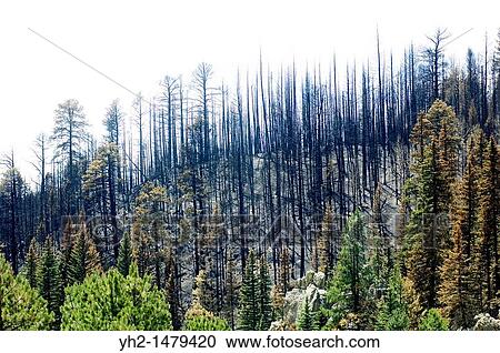 Las Conchas forest fire damage View Large Photo Image Stock Image - Las Conchas forest fire damage. Fotosearch