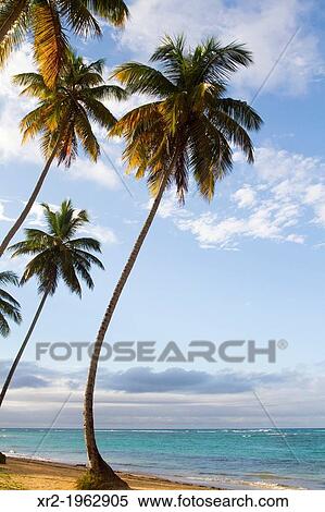 Las Terrenas, Dominican Republic. View Large Photo Image Stock Photography - Las Terrenas, Dominican Republic.. Fotosearch