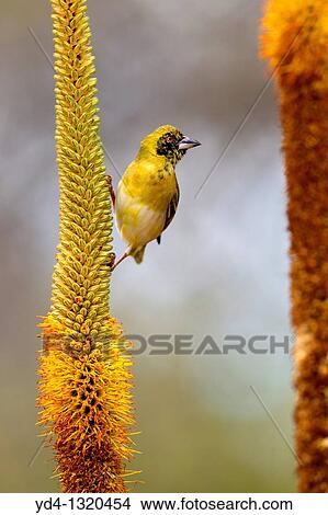 Laser Masked Weaver Ploceus intermedius, on the Skirt Aloe Aloe alooides, Kruger National Park, South Africa View Large Photo Image Picture - Laser Masked Weaver Ploceus intermedius, on the Skirt Aloe Aloe alooides, Kruger National Park, South Africa. Fotosearch
