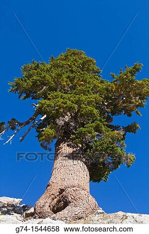 Lassen Volcanic National Park, California, USA View Large Photo Image Stock Photo - Lassen Volcanic National Park, California, USA. Fotosearch