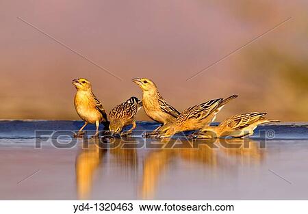 Lasser Masked Weaver Ploceus intermedius, in the swimming pool, Opuwo, Kaokoland, Namibia View Large Photo Image Stock Image - Lasser Masked Weaver Ploceus intermedius, in the swimming pool, Opuwo, Kaokoland, Namibia. Fotosearch