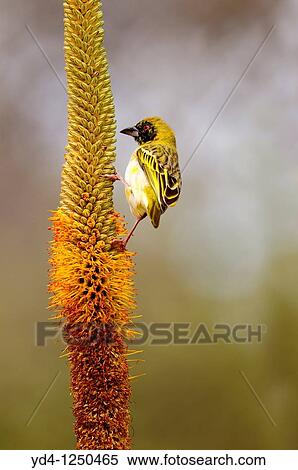 Lasser masked weaver Ploceus intermedius, on the Lebombo aloe Aloe sessiliflora, Kruger National Park, South Africa View Large Photo Image Stock Photography - Lasser masked weaver Ploceus intermedius, on the Lebombo aloe Aloe sessiliflora, Kruger National Park, South Africa. Fotosearch