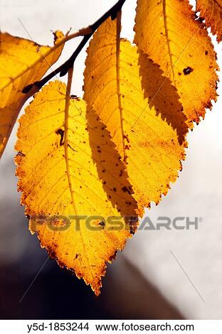 last dry leaves still on the branch, backlit, autumn scene View Large Photo Image Picture - last dry leaves still on the branch, backlit, autumn scene. Fotosearch