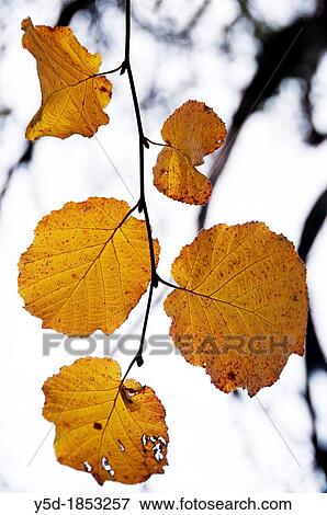 Stock Photo - last dry leaves still on the branch, backlit, autumn scene. Fotosearch