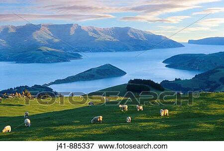 Late evening light over Akaroa Harbour from near hilltop, Banks Peninsula, New Zealand View Large Photo Image Stock Photo - Late evening light over Akaroa Harbour from near hilltop, Banks Peninsula, New Zealand. Fotosearch