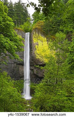 Latourell Falls in the Columbia River Gorge National Scenic Area in Oergon View Large Photo Image Stock Photo - Latourell Falls in the Columbia River Gorge National Scenic Area in Oergon. Fotosearch
