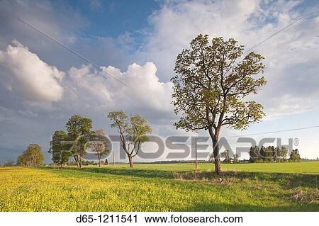 Stock Image - Latvia, Northeastern Latvia, Vidzeme Region, Gauja National Park, Dikli, country road. Fotosearch
