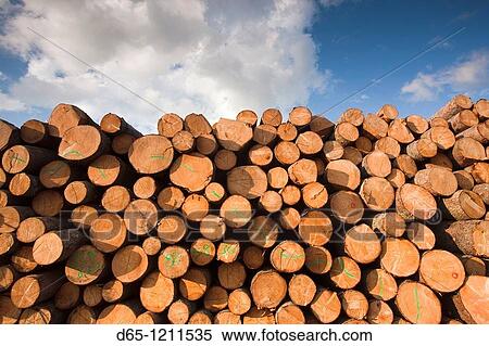 Stock Photography - Latvia, Northeastern Latvia, Vidzeme Region, Gauja National Park, Dikli, freshly cut timber. Fotosearch