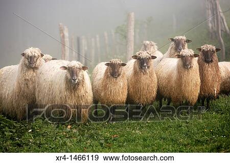 Latxa Sheep in the Massif of Izarraitz, Guipuzcoa, Gipuzkoa, Euskadi, Basque Country, Spain View Large Photo Image Stock Photo - Latxa Sheep in the Massif of Izarraitz, Guipuzcoa, Gipuzkoa, Euskadi, Basque Country, Spain. Fotosearch