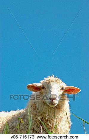 ? Latxa? sheep View Large Photo Image Stock Image - ? Latxa? sheep. Fotosearch