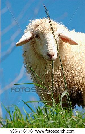 Stock Photograph - ? Latxa? sheep. Fotosearch