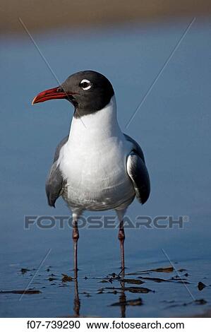 Laughing Gull (Larus atricilla) - Adult in Breeding Plumage - On Gulf of Mexico coast - Mississippi - USA View Large Photo Image Stock Image - Laughing Gull (Larus atricilla) - Adult in Breeding Plumage - On Gulf of Mexico coast - Mississippi - USA. Fotosearch