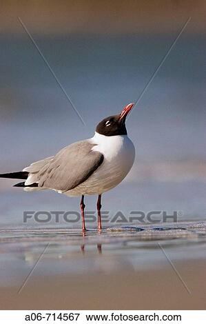 Laughing Gull View Large Photo Image Stock Photo - Laughing Gull. Fotosearch