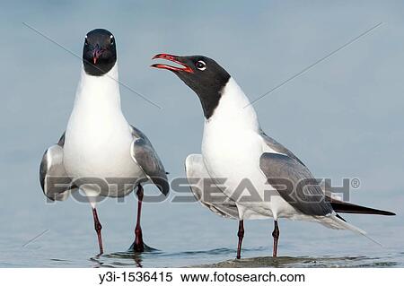 Laughing Gulls Larus atricilla courting on the beach at Fort Desoto Park, Tierra Verde, Florida, USA View Large Photo Image Stock Photography - Laughing Gulls Larus atricilla courting on the beach at Fort Desoto Park, Tierra Verde, Florida, USA. Fotosearch