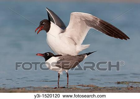 Laughing Gulls Larus atricilla mating at Fort Desoto Park, Tierra Verde, Florida, USA View Large Photo Image Stock Image - Laughing Gulls Larus atricilla mating at Fort Desoto Park, Tierra Verde, Florida, USA. Fotosearch