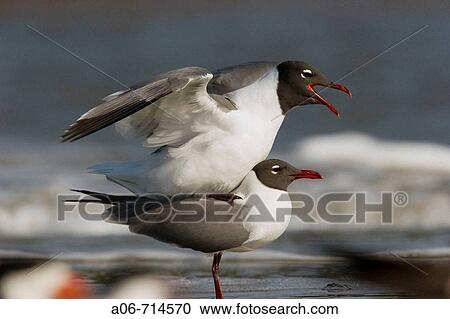 Laughing Gulls (Leucophaeus atricilla) View Large Photo Image Stock Image - Laughing Gulls (Leucophaeus atricilla). Fotosearch
