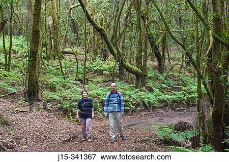 Stock Photo - Laurisilva (primitive laurel forest), Garajonay National Park. La Gomera. Canary Islands. Spain. Fotosearch