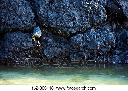 Stock Photo - Lava Heron (Butorides sundevalli), Isabela Island, Galapagos Islands, Ecuador. Fotosearch