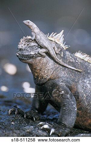 Lava Lizard (Microlophus albemarlensis ) uses a Marine Iguana ( Amblyrhynchus cristatus) as a look out. GalBpagos Islands, Ecuador. View Large Photo Image Stock Photo - Lava Lizard (Microlophus albemarlensis ) uses a Marine Iguana ( Amblyrhynchus cristatus) as a look out. GalBpagos Islands, Ecuador.. Fotosearch