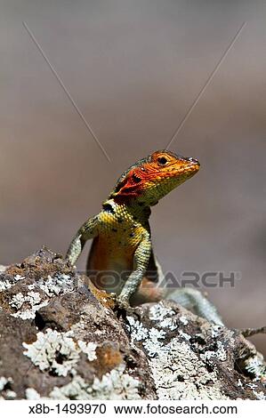 Lava lizard Microlophus spp in the Galapagos Island Archipelago, Ecuador MORE INFO There are 7 different endemic species of Microlophus within the Galapagos Island Archipelago, all have most likely evolved from a single ancestral species View Large Photo Image Stock Image - Lava lizard Microlophus spp in the Galapagos Island Archipelago, Ecuador MORE INFO There are 7 different endemic species of Microlophus within the Galapagos Island Archipelago, all have most likely evolved from a single ancestral species. Fotosearch