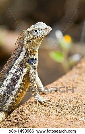 Stock Photograph - Lava lizard Microlophus spp in the Galapagos Island Archipelago, Ecuador MORE INFO There are 7 different endemic species of Microlophus within the Galapagos Island Archipelago, all have most likely evolved from a single ancestral species. Fotosearch
